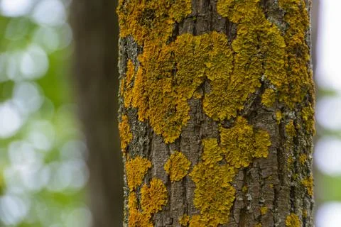 Pine trunk covered with yellow moss in a pine forest. Stock Photos