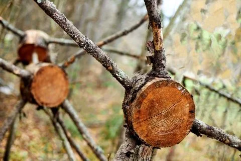 Pine trunk cut with branches Stock Photos