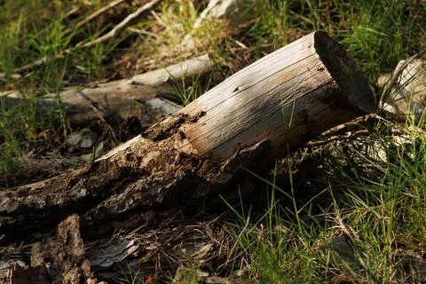 Pine trunk cut down by man rotting in the undergrowth Stock Photos