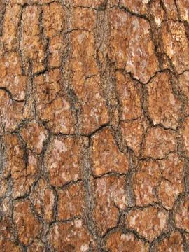 Pine trunk detail Stock Photos