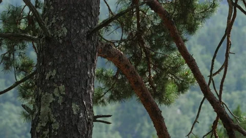 Pine trunk Stock Footage 203904046