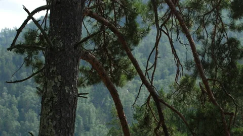 Pine trunk Stock Footage 204717708