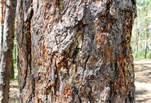 Pine trunk in the forest in summer close-up. Stock Photos