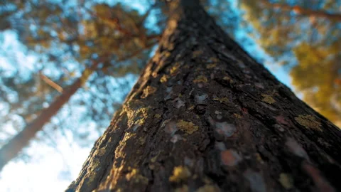 Pine trunk with moss at sunset Vídeos de archivo 168055549
