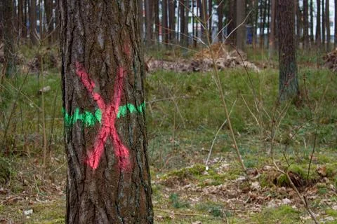 Pine trunk with paint mark. The concept of cutting down trees. deforestation Stock Photos