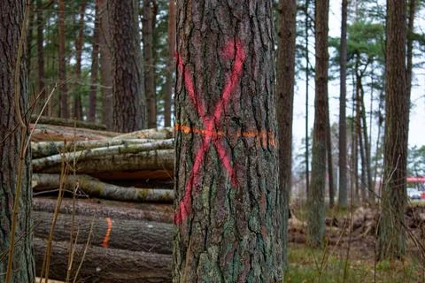 Pine trunk with paint mark. The concept of cutting down trees. deforestation Stock Photos