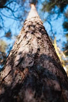 Pine trunk Stock Photos