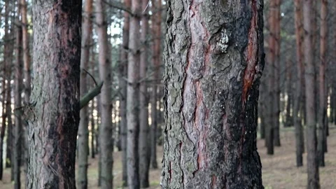 Pine trunk with rough bark close-up. Walk through the coniferous forest. Stock Footage 164385201