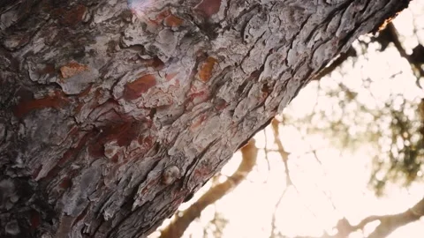 Pine trunk at sunset Stock Footage 138700040