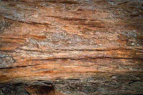 Pine trunk surface and texture Stock Photos