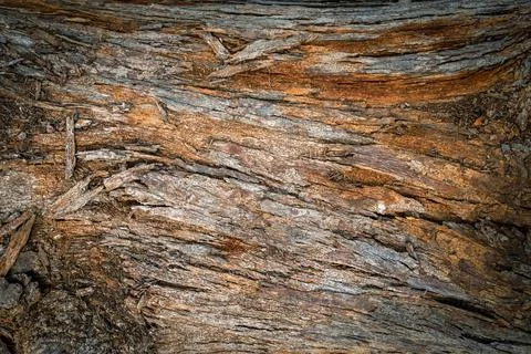 Pine trunk surface and texture Stock Photos