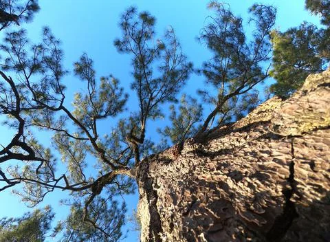 Pine trunk tree wide image the old and tall tree with blue sky background Stock-Fotos