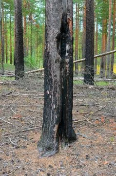 The pine trunk which scorched at forest fire. Stock Photos