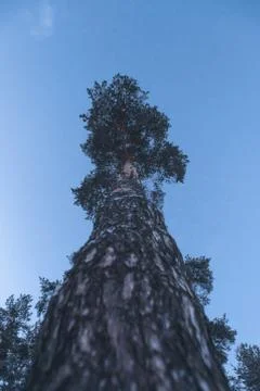 Pine trunk in winter Stock Photos