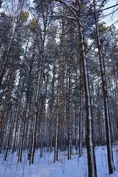 Pine trunks with adhered snow after a night blizzard Photos
