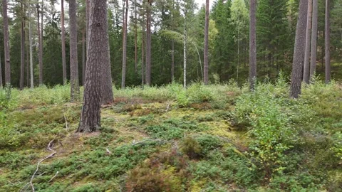 Pine Trunks and Mossy Forest Floor in Sweden 库存影片 347676456