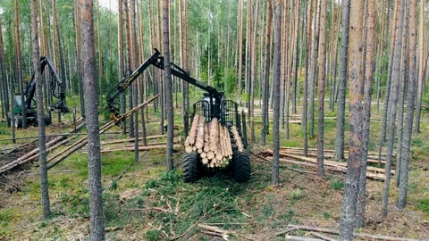 Pine trunks are getting mechanically processed and stacked Stock Footage 115125783