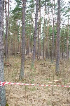 Pine trunks are wrapped in stop tapes. Felled tree trunks are fenced off. The Stock Photos