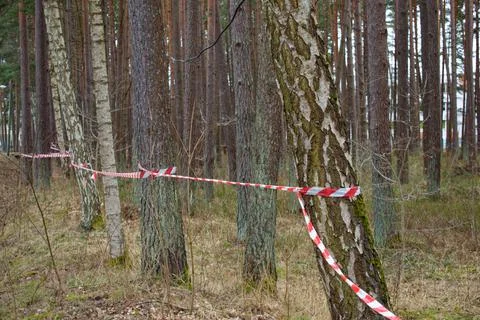 Pine trunks are wrapped in stop tapes. Felled tree trunks are fenced off. The Stock Photos