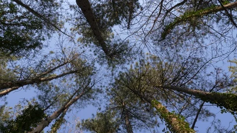 Pine Trunks Bottom View, Rotating Movement, Forest Landscape Video stock 129020884