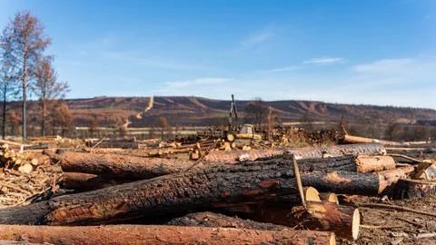 Pine trunks cut after fire, focus on foreground Stock Photos