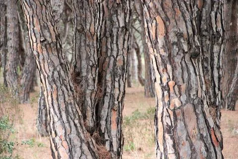 Pine trunks – everywhere you look Stock Photos