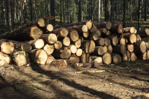 Pine trunks of felled trees Stock Photos