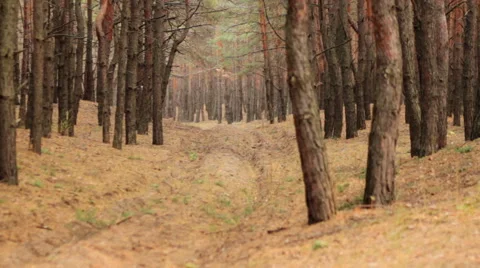Pine trunks Stock Footage 44549485