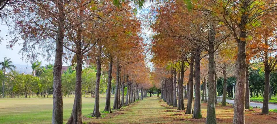 Pine trunks with forest on a background Stock Photos