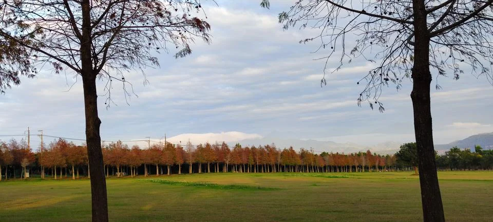 Pine trunks with forest on a background Stock Photos