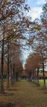 Pine trunks with forest on a background Stock Photos