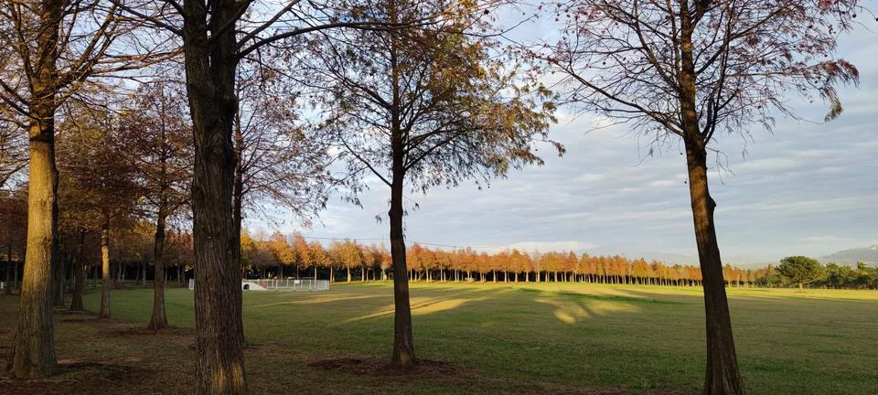 Pine trunks with forest on a background Stock Photos