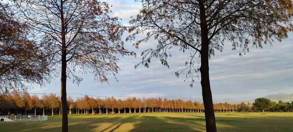 Pine trunks with forest on a background Stock Photos