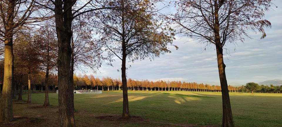 Pine trunks with forest on a background Stock Photos