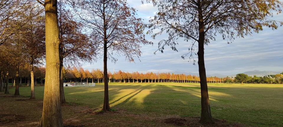 Pine trunks with forest on a background Stock Photos