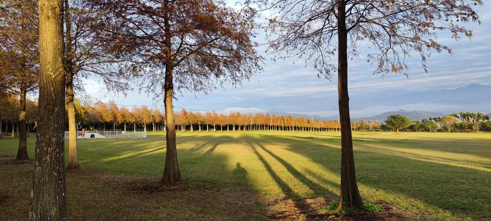 Pine trunks with forest on a background Stock Photos