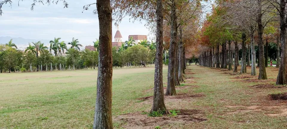 Pine trunks with forest on a background Stock Photos