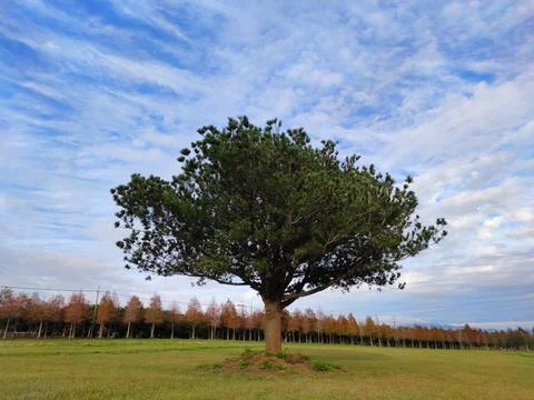 Pine trunks with forest on a background Stock Photos