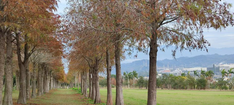Pine trunks with forest on a background Stock Photos