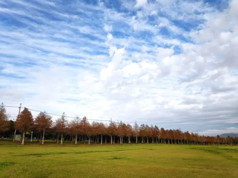 Pine trunks with forest on a background Foto stock