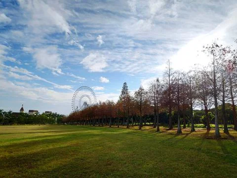 Pine trunks with forest on a background Stock Photos