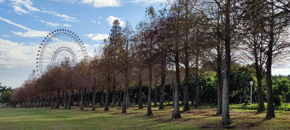 Pine trunks with forest on a background Stock Photos