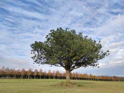 Pine trunks with forest on a background Stock Photos