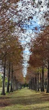 Pine trunks with forest on a background Stock Photos
