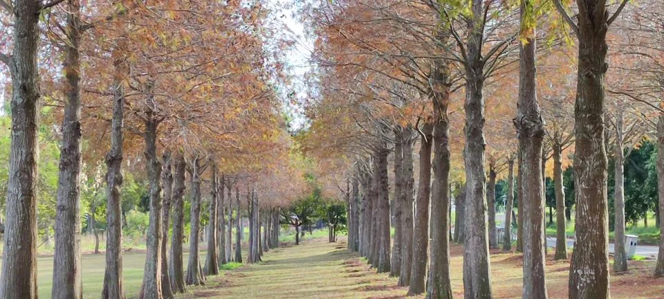 Pine trunks with forest on a background Stock Photos