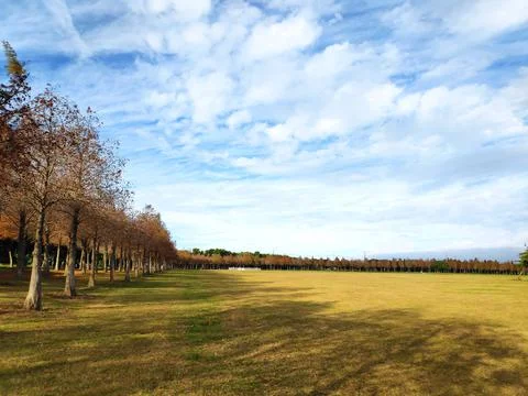 Pine trunks with forest on a background Stock Photos