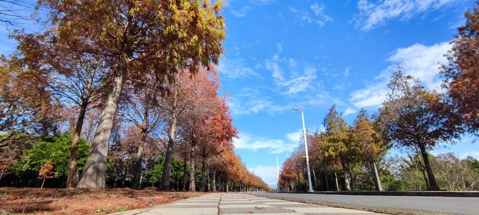 Pine trunks with forest on a background Stock Photos
