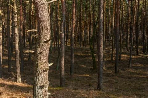 Pine trunks in a forest Stock Photos