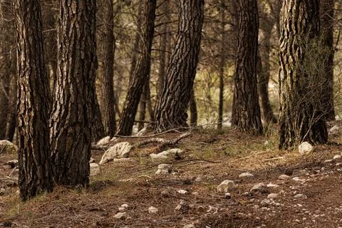 Pine trunks in the forest of the Sierra de Mariola natural park Stock Photos