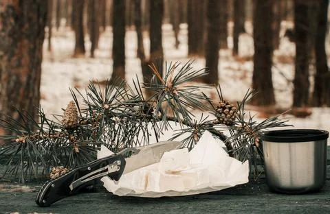 Pine trunks in the forest in winter Stock Photos